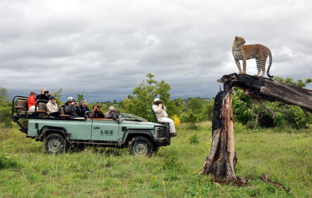 Wildlife safari experiences in Africa