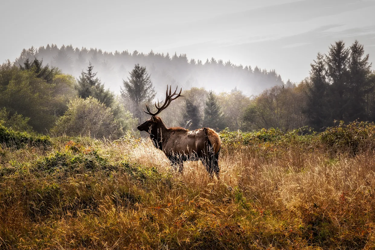 Top national parks for wildlife spotting