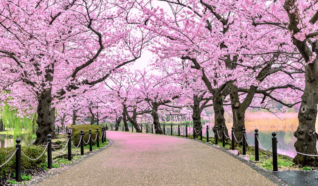 7 day itinerary for first time visitors to Japan