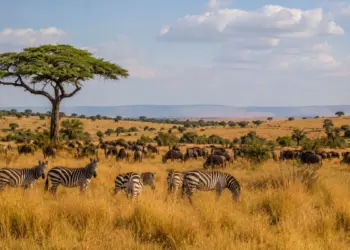 Best Time for African Safari Travel