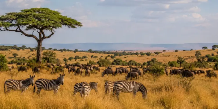 Best Time for African Safari Travel
