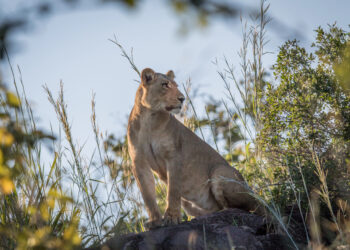 What Nobody Tells You Before You Book a Wildlife Safari