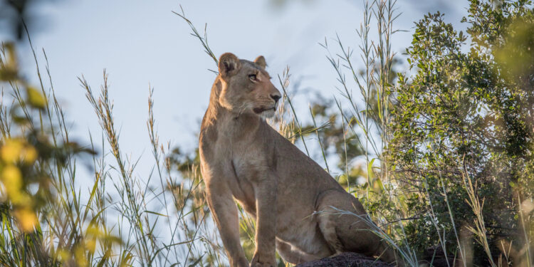 What Nobody Tells You Before You Book a Wildlife Safari