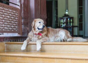 Pet Friendly Hotels: What to Look For, What to Watch Out For, and Where to Stay
