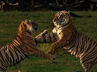 Best national parks for wildlife photography
